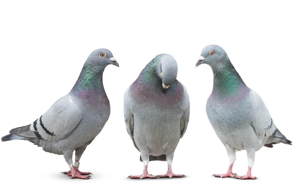 Tres palomas bravas en diferentes poses sobre fondo blanco